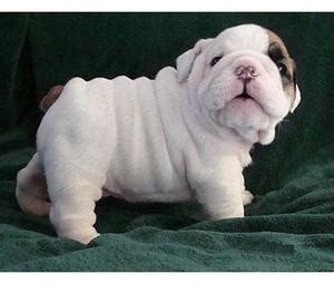 Luxury white color french bulldog puppies of seattle washington. seattle: Fantastic English bulldog puppies