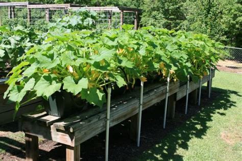 Growing Squash In Containers Information Agri Farming