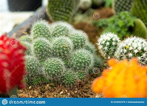 Cactussen Van Verschillende Vormen En Rassen Op De Cactus Boerderij