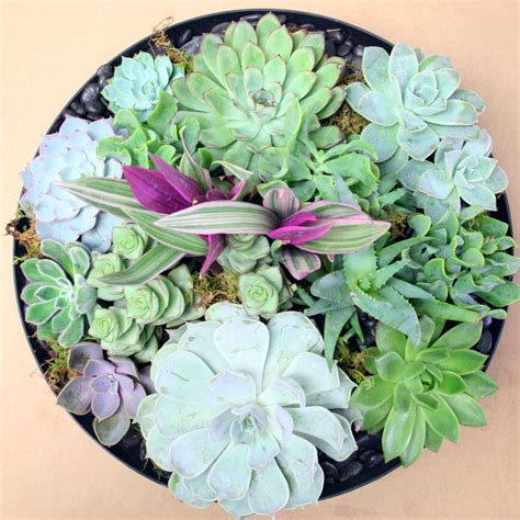 Amaranthine flowers by design, your local florist in new lambton, newcastle. Succulent Garden - Freytag's Florist | Succulents, Austin ...