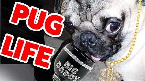 Snow and ice shuttered the oregon zoo over the long presidents day weekend, but the popular destination is set to. Pug Life! The Funniest & Cutest Pug Home Videos Weekly ...