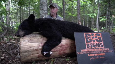 Black Bear Hunting Over Bait In Maine Youtube