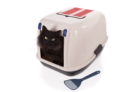 5 Tips For Litterbox Training Your Adult Cat Cat Care Cat Training