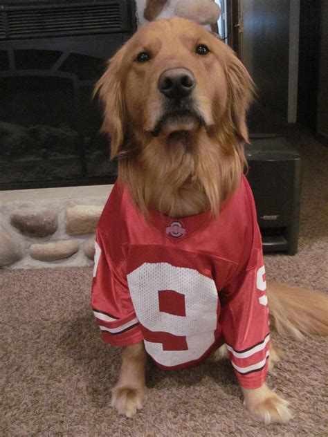 Find newfoundland puppies and breeders in your area and helpful newfoundland information. BUCKEYE DOG, | Buckeye, Ohio state, Ohio state buckeyes