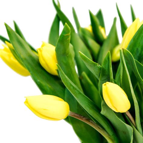 Save up to $30 on a flower club subscription! Yellow tulips is a bouquet of fresh cut flowers. KROKUS is ...