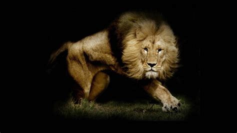 Lion Wallpaper Hd 1080p Wallpapersafari