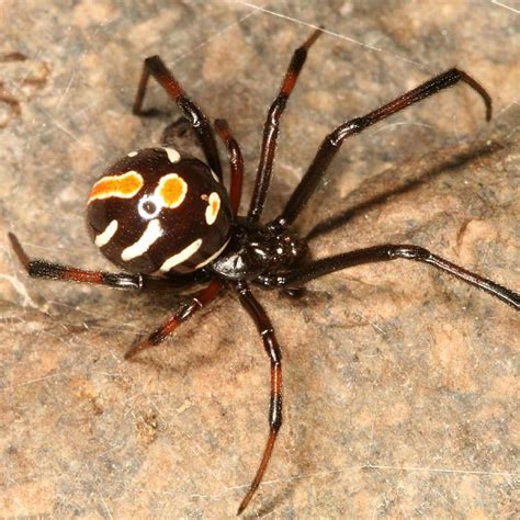Read on to learn more about black widow baby spiders, their appearance, and other interesting facts about them. Amazing Black Widow Spider Facts & Bite Treatment - Pest Wiki