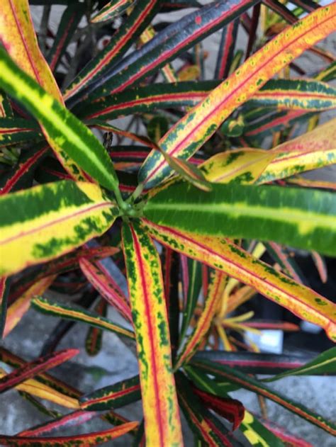 Croton Guide How To Care For A Croton Plant Backyard Boss