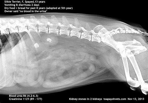 Kidney stones are the formation of crystalline structures in the urinary tract (which includes the kidneys, ureters, and bladder). veterinary medicine, surgery, singapore, toa payoh vets ...