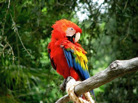 Arara Vermelha Esta Em Extinção