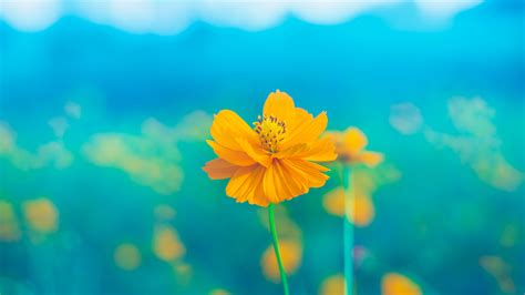 Perfect screen background display for desktop, iphone, pc. 4K Flower Yellow Delicate Wallpaper - 3840x2160
