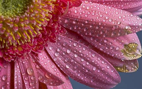 Nature Flowers Water Drops Petals Close Up Pollen Spring Seasons Pink Wallpapers Hd