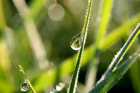 Why Is The Grass Wet In The Morning Quiz Wonderopolis