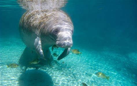 How To Swim With Manatees In Crystal River Florida Travel For Wildlife