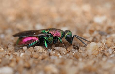 Cuckoo Wasp L Remarkable Habit Our Breathing Planet
