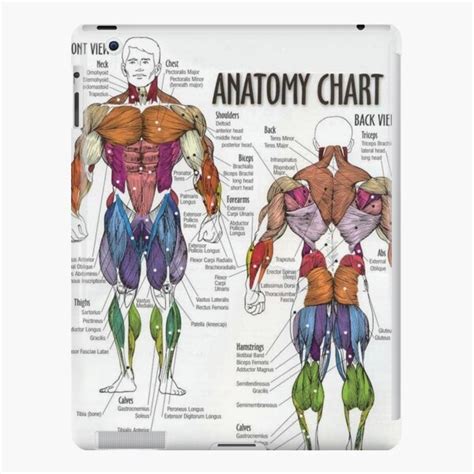 Chest Muscles Diagram Female Chest Muscle Injuries Strains And Tears