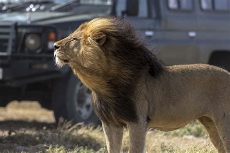 » Strike a pose! Extremely photogenic lion poses for photos
