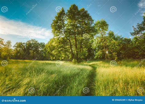 Summer Sunny Forest Trees And Green Grass Nature Stock Image Image