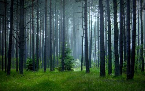 Green Trees Nature Landscape Mist Forest Grass Trees Spring