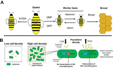 Chemical Communication In Beehives And Biofilms Illustrating Shared