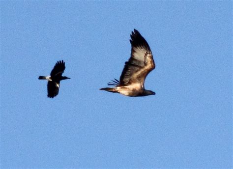 Raptor Birds In Backyards