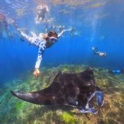 From Bali Swim With Manta Rays In Nusa Penida GetYourGuide