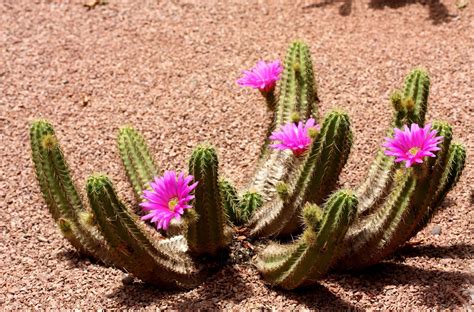 Online Crop Green Cactus Plant With Pink Flowers Hd Wallpaper