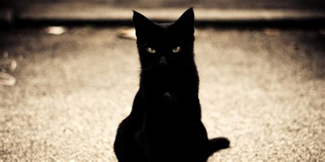 Most people wouldn't admit to it, but if it's friday the 13th, even if you don't really believe all the superstitions, you might get out of a black cat's way the egyptians worshiped the cat and punished anyone who dared to kill one. Friday The 13th May Have Religious Roots, But Not Everyone ...