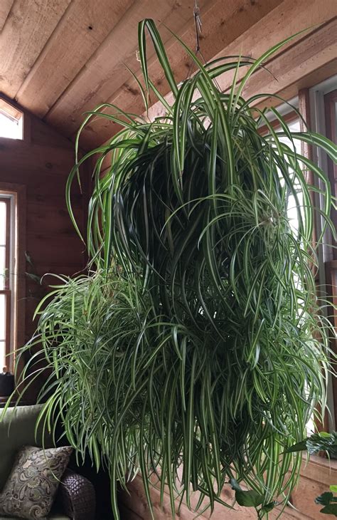 Spider Plant Growing Plants Indoors House Plants Indoor Spider Plants