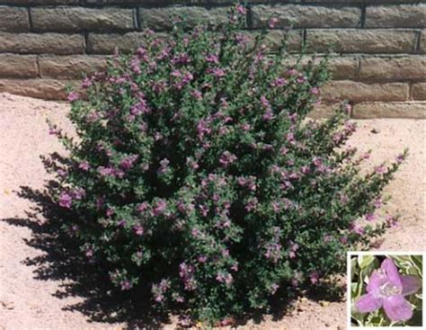 We did not find results for: Gilbert Arizona Landscaping Plants List