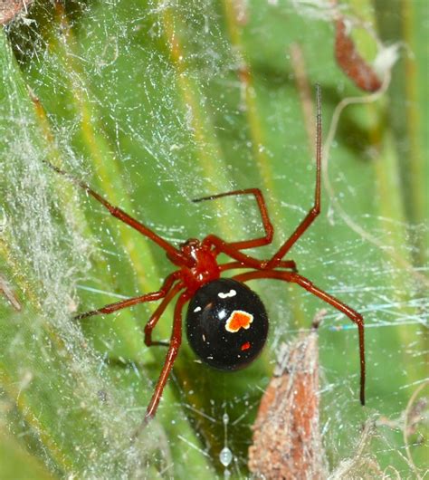 The Red Widow Spider A Secretive Harmless Resident In Florida Scrub