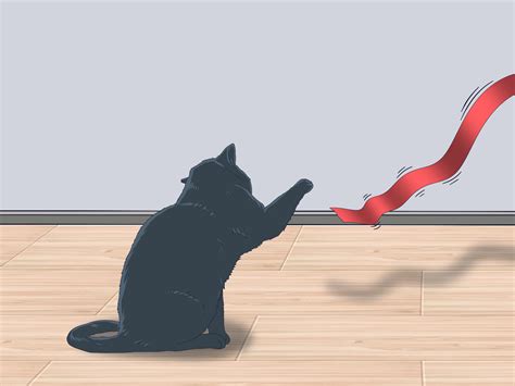 3 Ways to Know if a Kitten Is Old Enough to Neuter or Spay