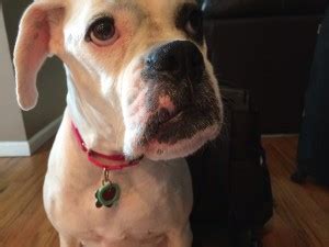 Nasal tumors make up approximately 1% of all cancers seen in dogs. Our Heartbreaking Story: Boxer Jaw Cancer-Symptoms and ...