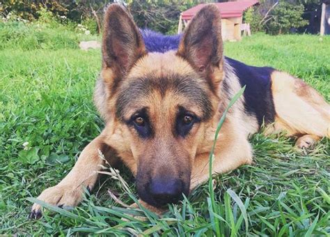 Many dog owners choose names from a different language or culture; 500+ Manly Dog Names for Tough Male and Female Dogs 2021