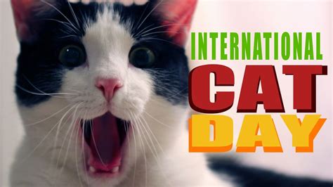 2 minutes happy international cat day! August 8 International Cat Day!! - YouTube