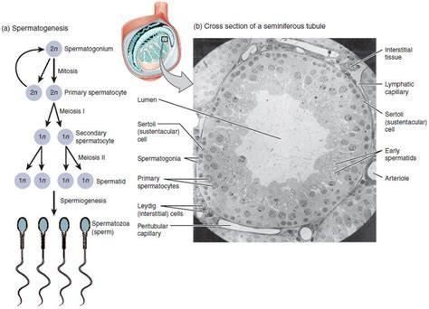 Difference Between Spermatogenesis And Spermiogenesis Definition Stages Types