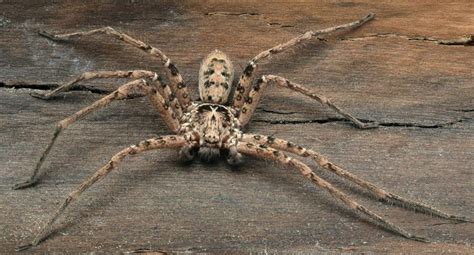 25 Largest Spiders In The World