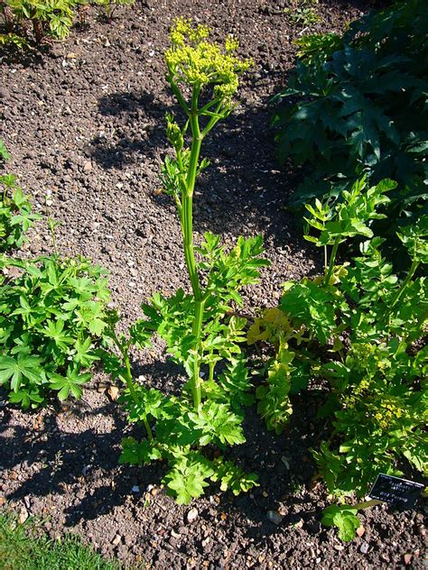 Wild Parsnip Pastinaca Sativa Fraser Valley Invasive Species Society