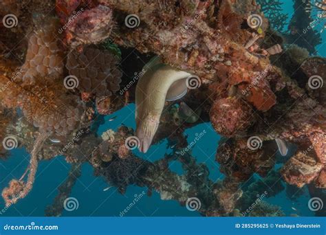 Moray Eel In The Red Sea Eilat Israel Stock Image Image Of Scuba