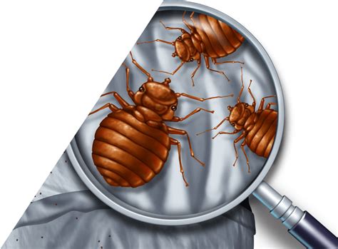 Bed Bugs Charleston Sc Detection And Extermination Biotech Pest