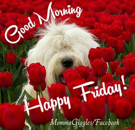 Good Morning And Happy Friday Pictures Photos And Images For Facebook Tumblr Pinterest And