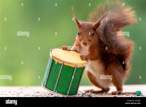 Red Squirrel Is Holding A Drum Hi Res Stock Photography And Images Alamy