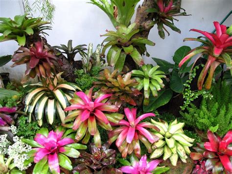 Jenis bunga hias_ tanaman bunga hias memang banyak disukai oleh banyak orang karena kesanya yang menarik dan juga membuat asri dalam ruangan maupun luar ruangan. Mengenal Bromelia, Tanaman Hias Daun Warna-warni Berduri Cantik, yang Banyak Diburu - Ringtimes ...