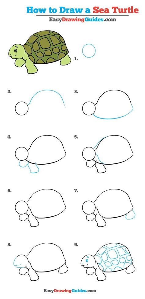 Steps To Draw A Turtle