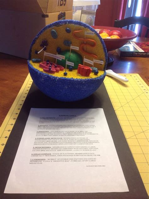 Animal Cell Styrofoam Ball Project How To Make A 3d Animal Cell Model