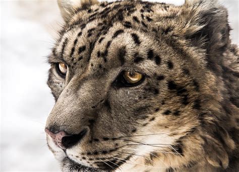 Snow Leopard Close Up By Orangeroom On Deviantart