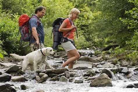 Hiking With Your Dog Tips For Hitting The Trail In A Safe And Fun Way