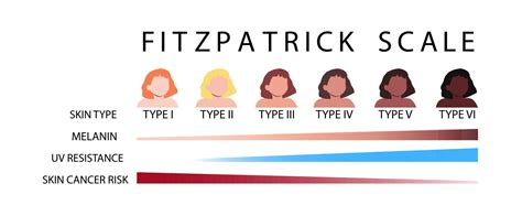 Fitzpatrick Chelle Peau Les Types Infographie Vecteur Illustration