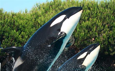 Killer Whale Orcinus Orca Dolphins World