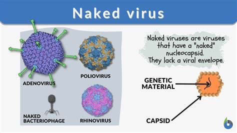 Different Virus Structures
